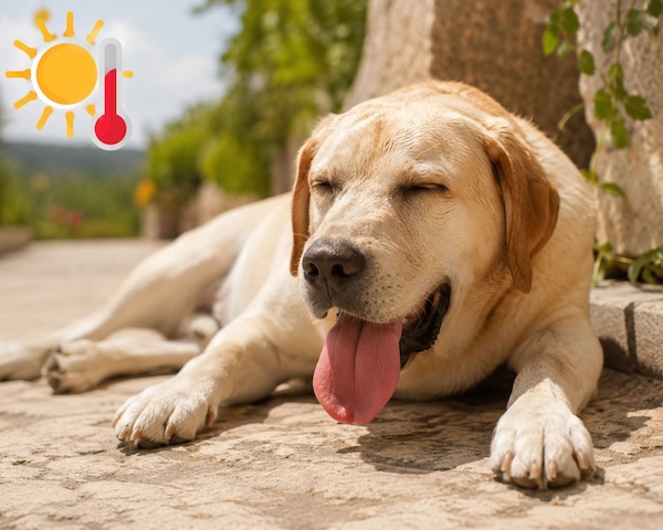 Chien (labrador) haletant au soleil pendant une canicule