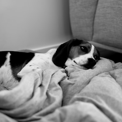 Beagle