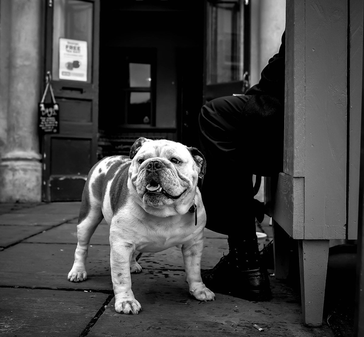 Bouledogue anglais