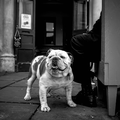 Bouledogue anglais