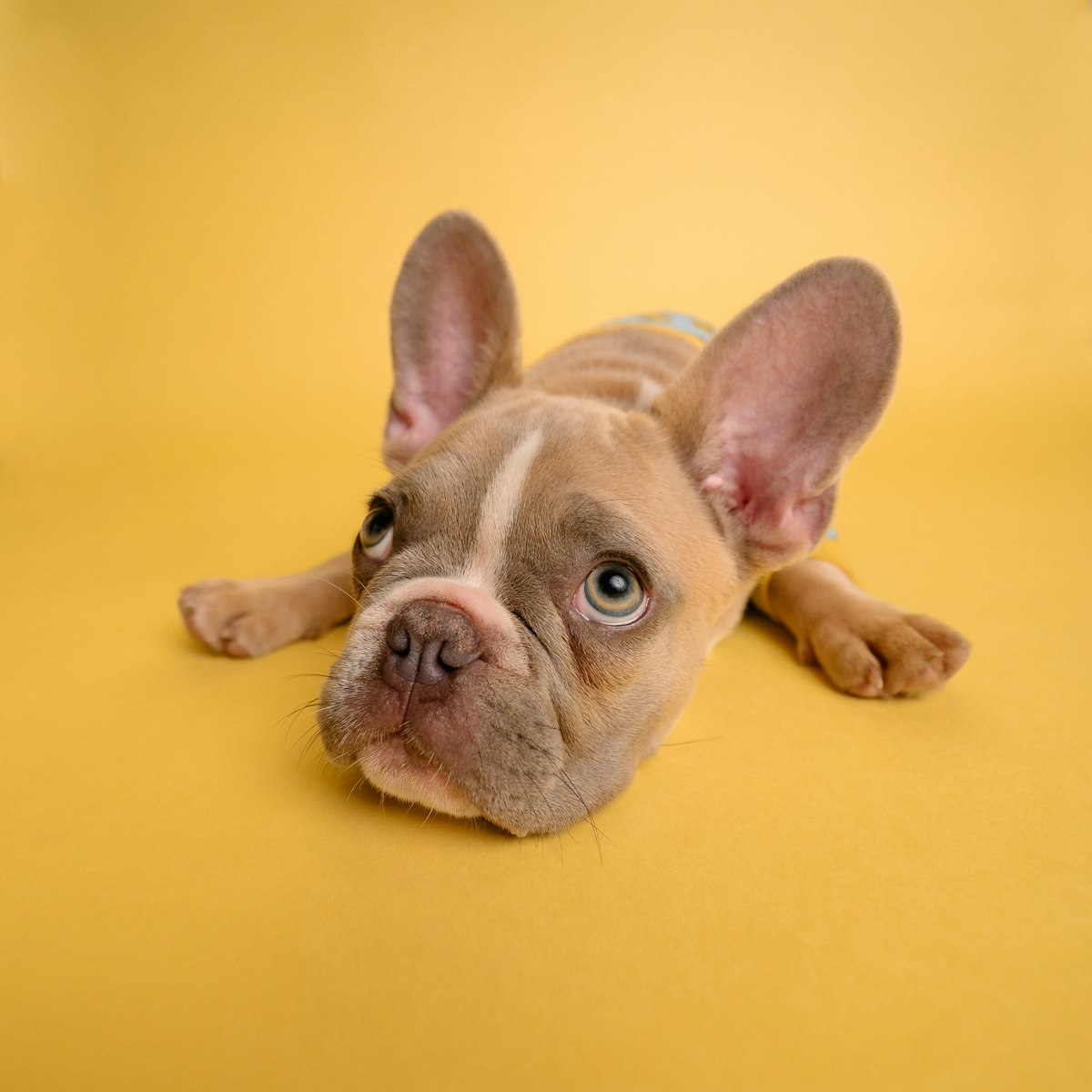 Bouledogue français