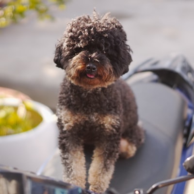 Caniche