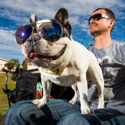 Carlin (Pug)