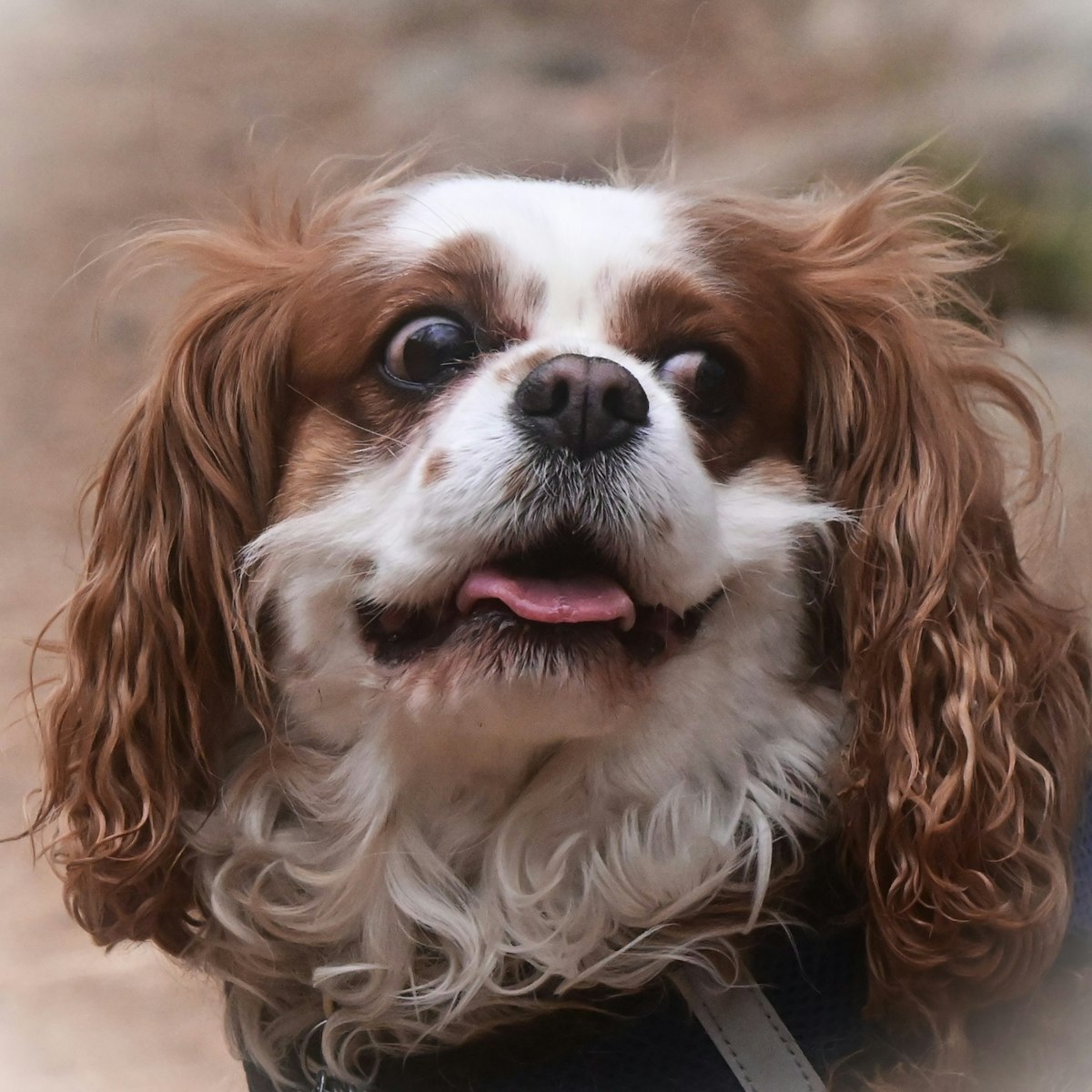 Cavalier King Charles