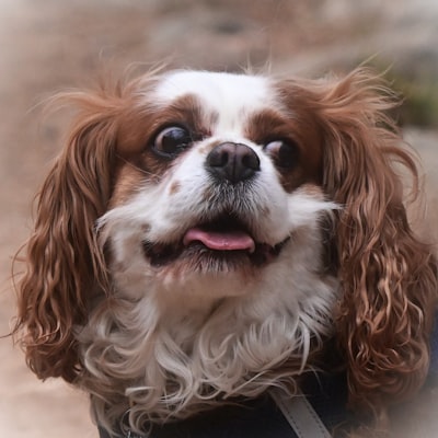 Cavalier King Charles