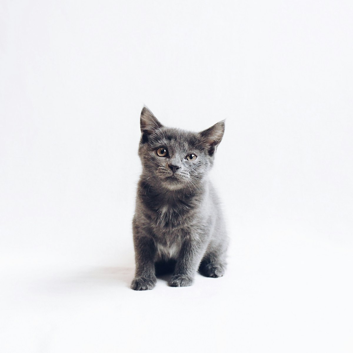 Chartreux