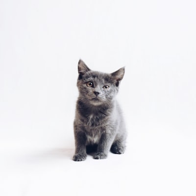 Chartreux