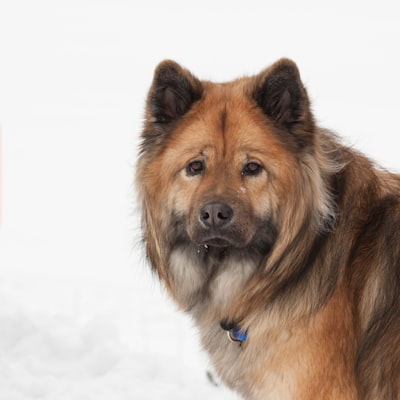 Chow-Chow