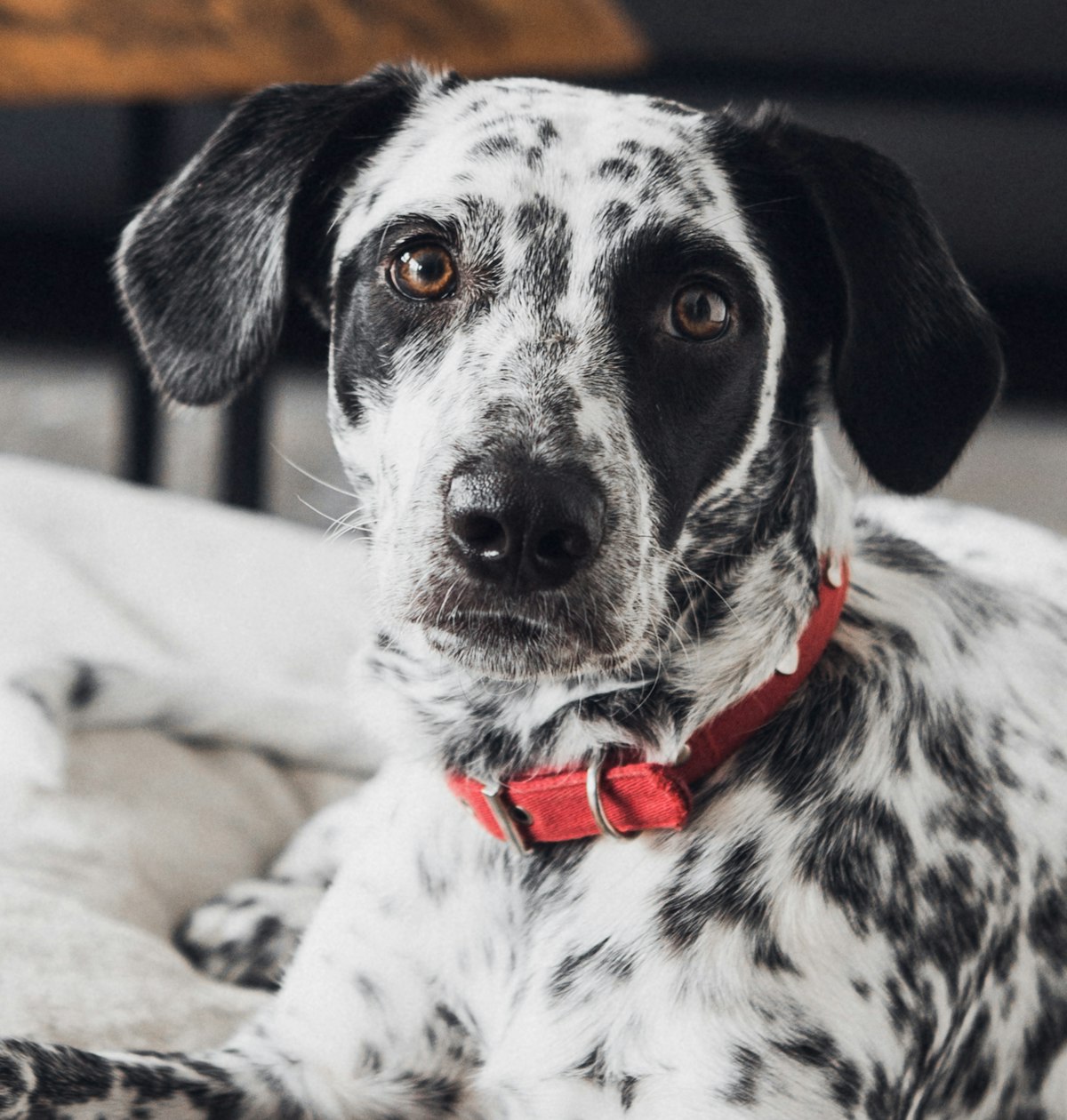 Dalmatien