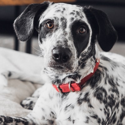 Dalmatien