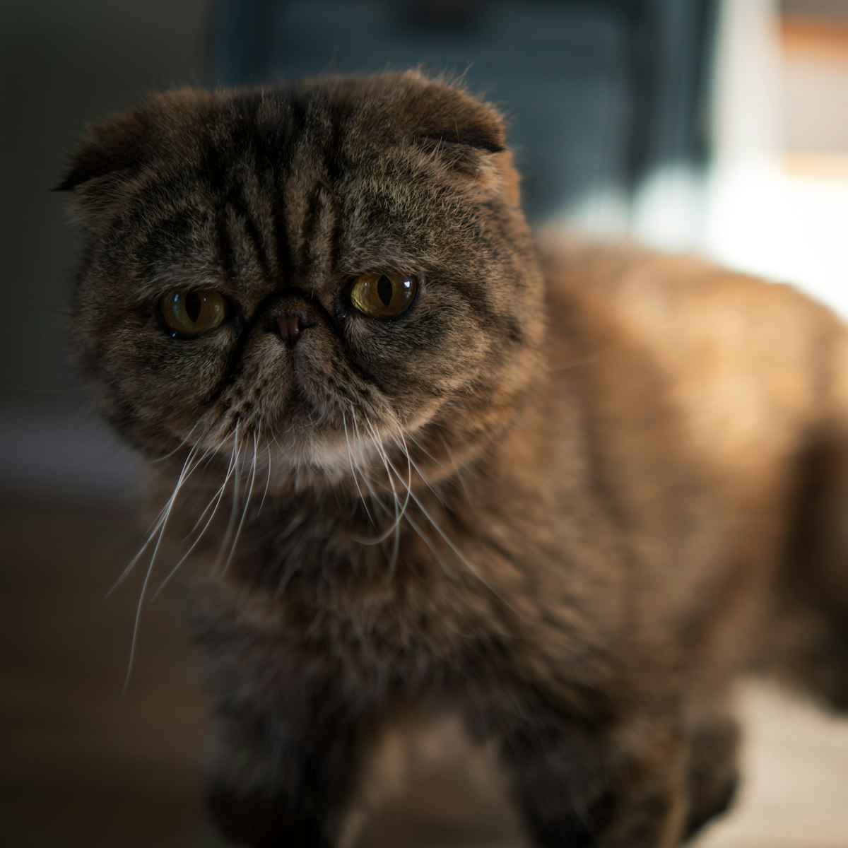 Exotic Shorthair