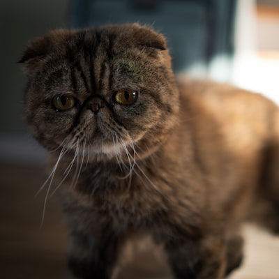 Exotic Shorthair