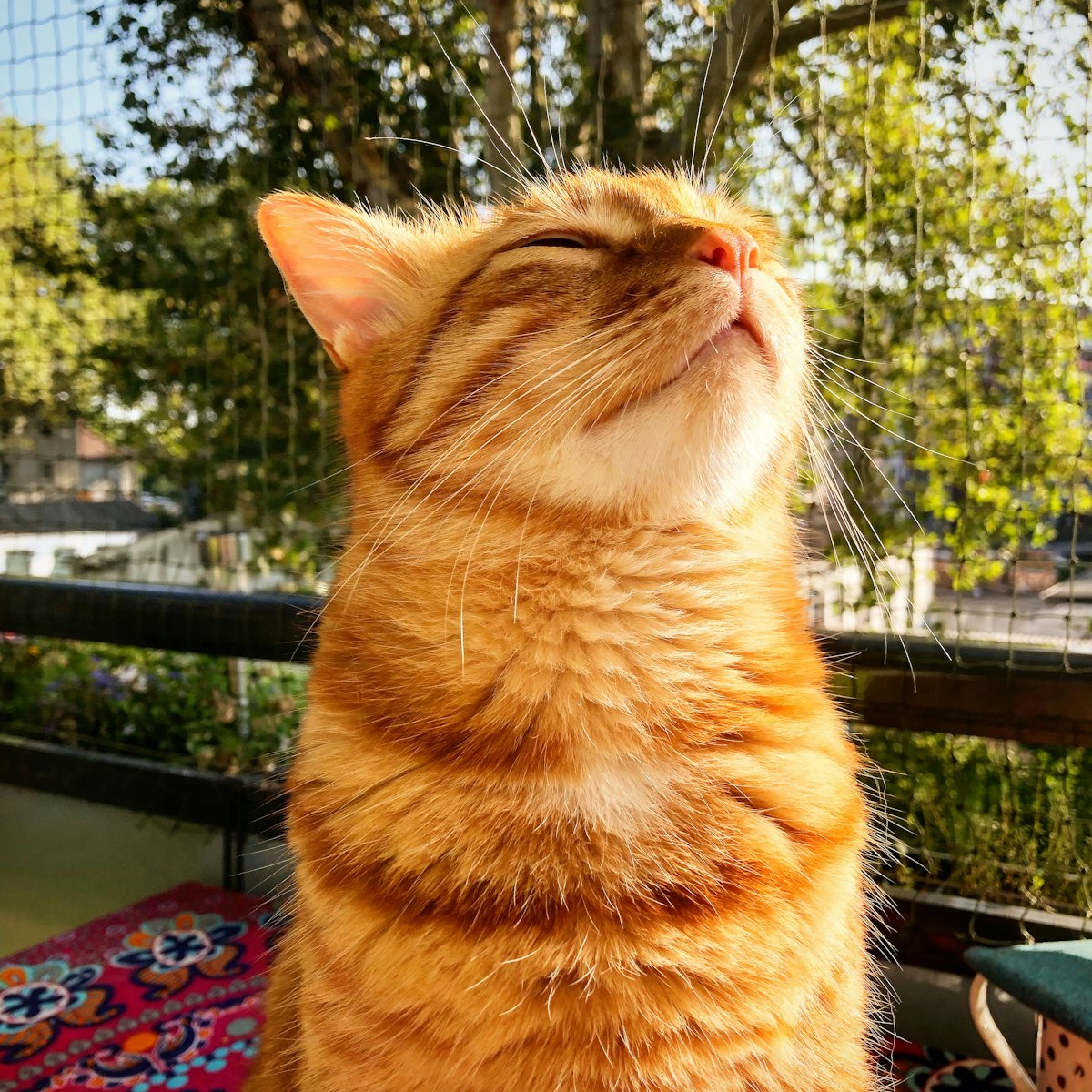 Himalayen