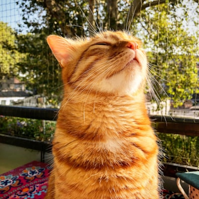 Himalayen