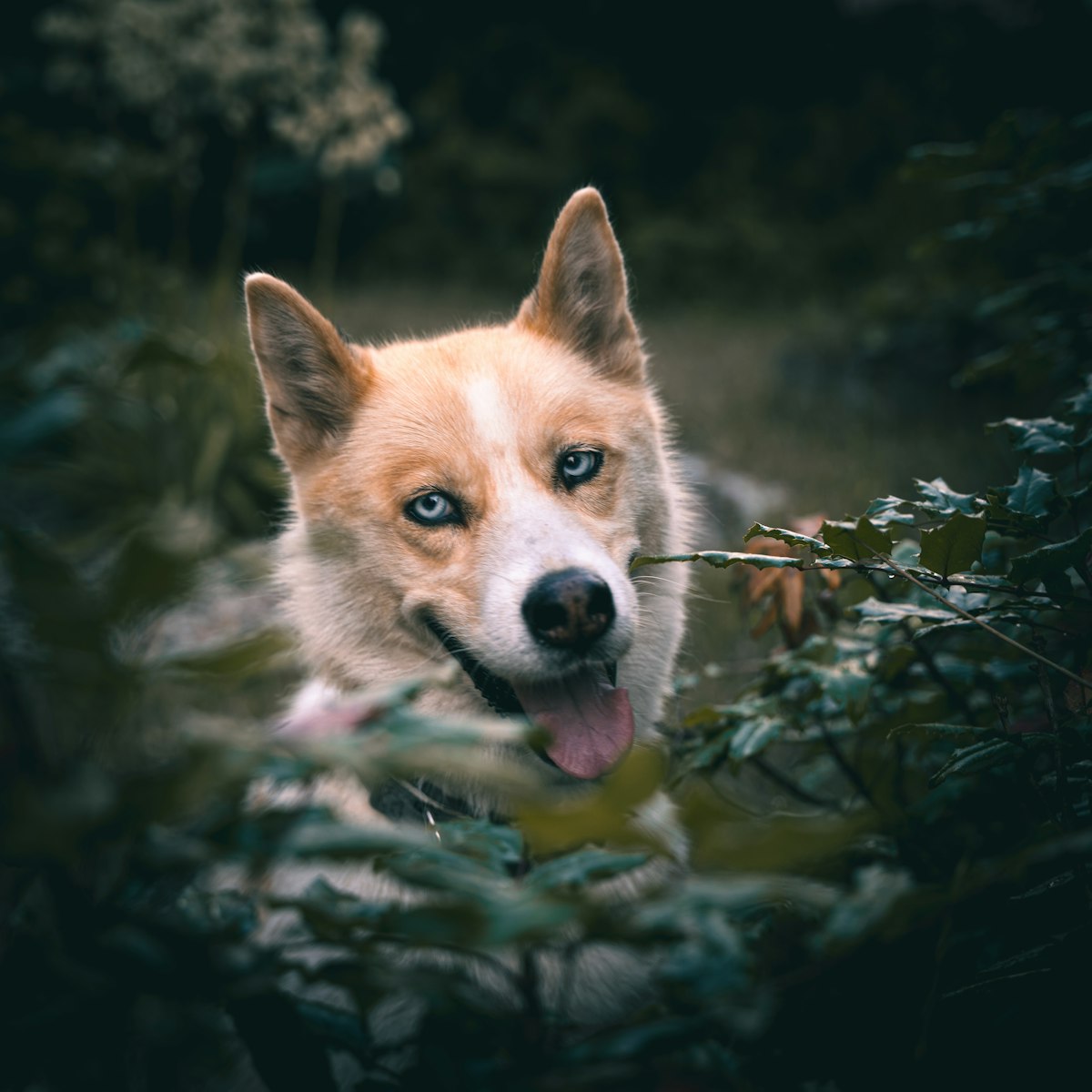 Husky sibérien