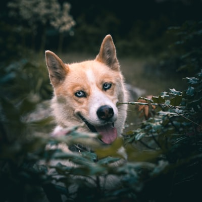 Husky sibérien