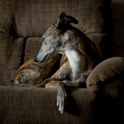 Lévrier (Greyhound)