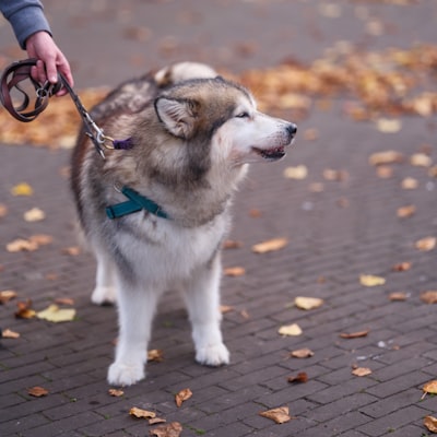 Malamute d'Alaska