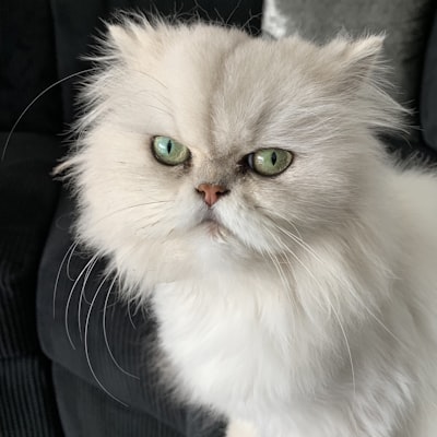 Persan
