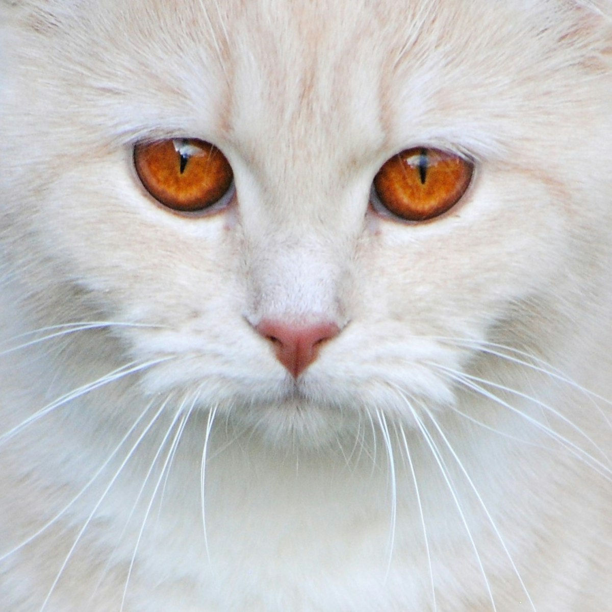 Ragdoll