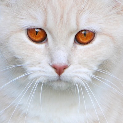 Ragdoll