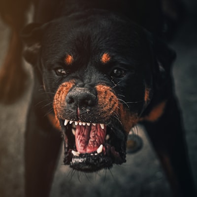 Rottweiler
