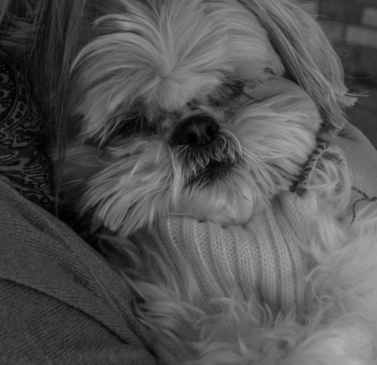Shih Tzu