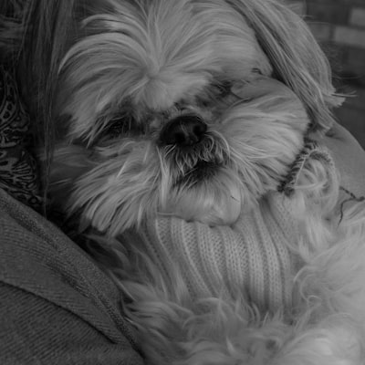 Shih Tzu