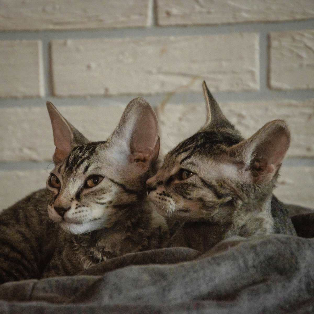 Sphynx