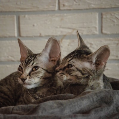 Sphynx